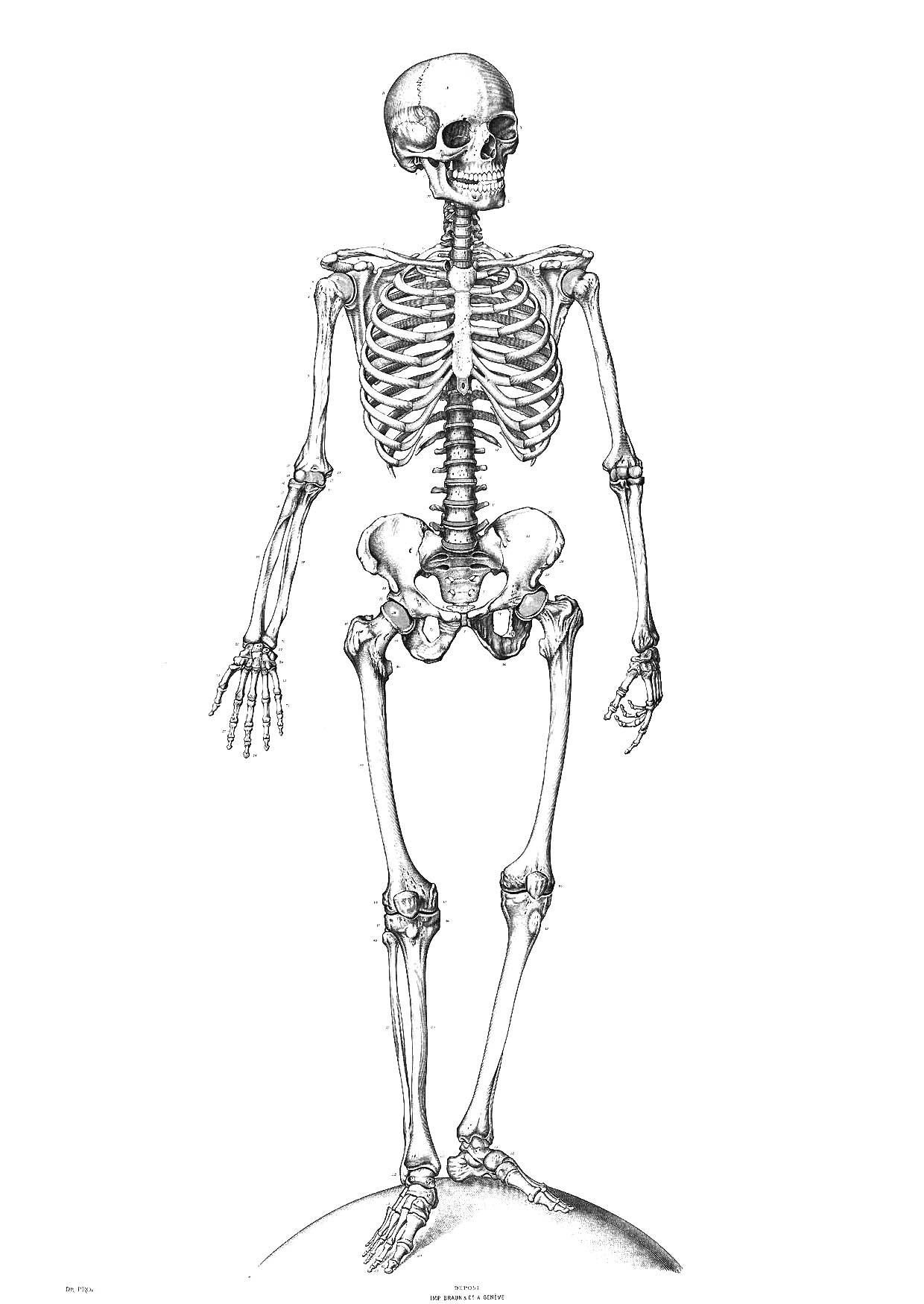 Coloring page: Skeleton (Characters) #147410 - Free Printable Coloring Pages