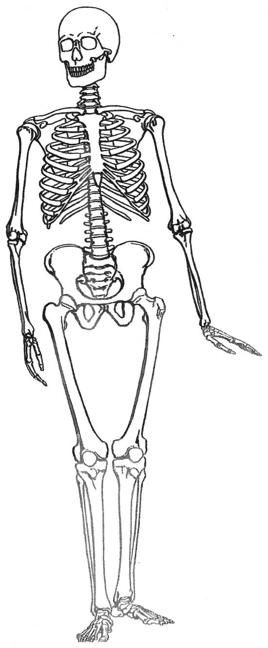 Coloring page: Skeleton (Characters) #147528 - Free Printable Coloring Pages