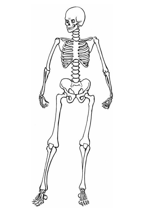 Free printable Skeleton coloring page #197344 from Characters collection