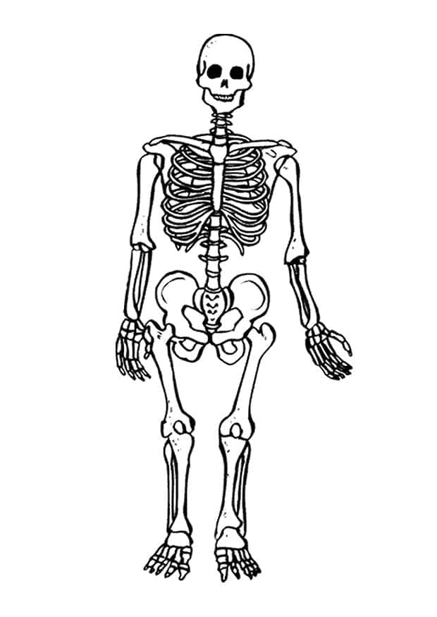 Free printable Skeleton coloring page #197351 from Characters collection
