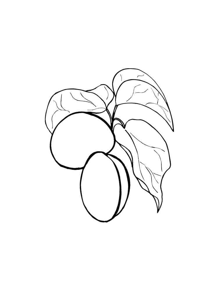 Free printable Apricot coloring page #184256 from Food and Nutrition collection Free printable Apricot coloring page #184256 from Food and Nutrition collection