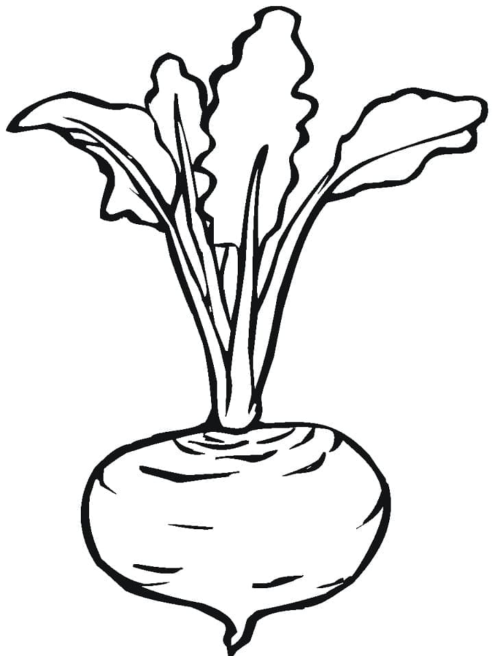 Coloring page: Beet (Food and Nutrition) #213789 - Free Printable Coloring Pages