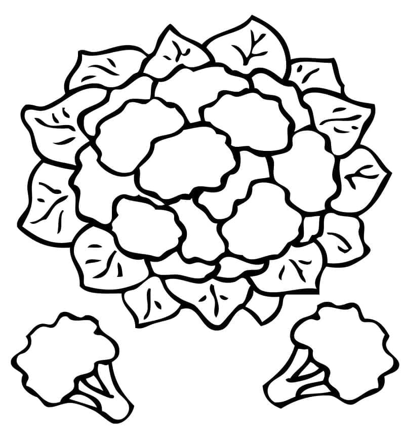 Free printable Cauliflower coloring page #207501 from Food and Nutrition collection Free printable Cauliflower coloring page #207501 from Food and Nutrition collection