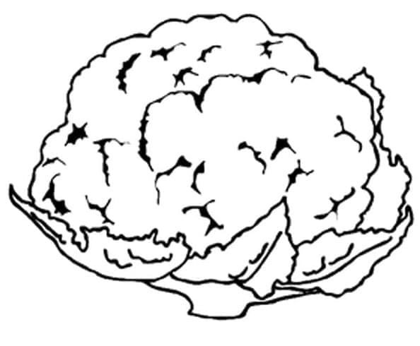 Free printable Cauliflower coloring page #207511 from Food and Nutrition collection