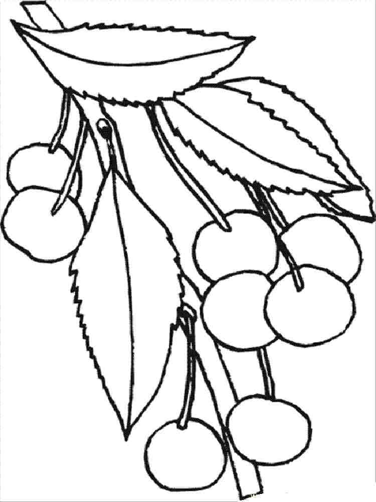 Free printable Cherry coloring page #190075 from Food and Nutrition collection