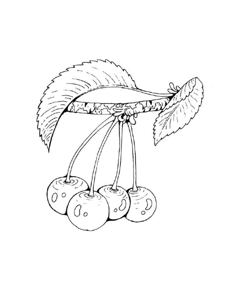 Free printable Cherry coloring page #190079 from Food and Nutrition collection Free printable Cherry coloring page #190079 from Food and Nutrition collection