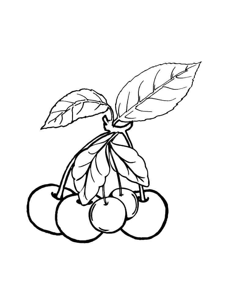 Free printable Cherry coloring page #190081 from Food and Nutrition collection Free printable Cherry coloring page #190081 from Food and Nutrition collection