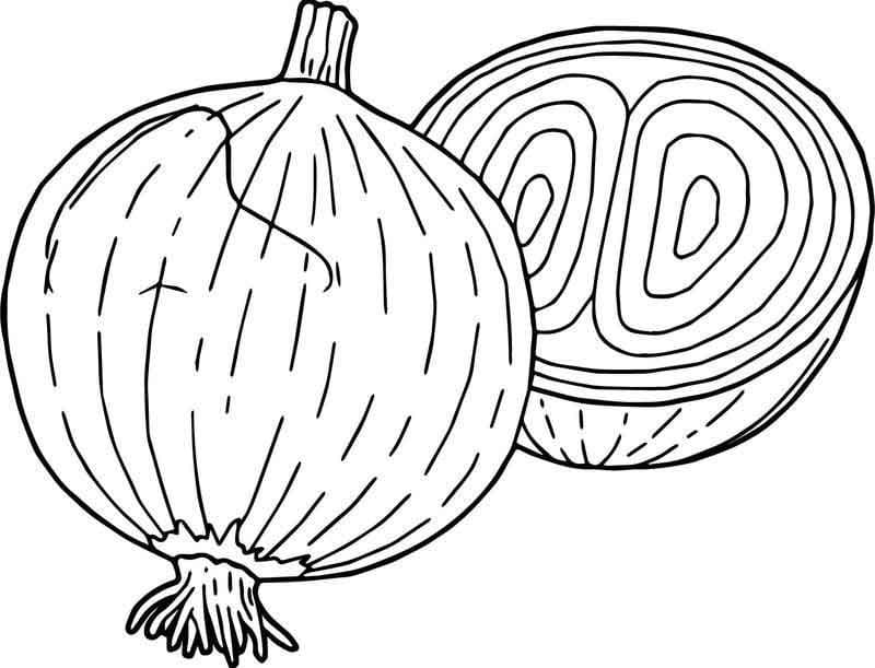Free printable Onion coloring page #186591 from Food and Nutrition collection