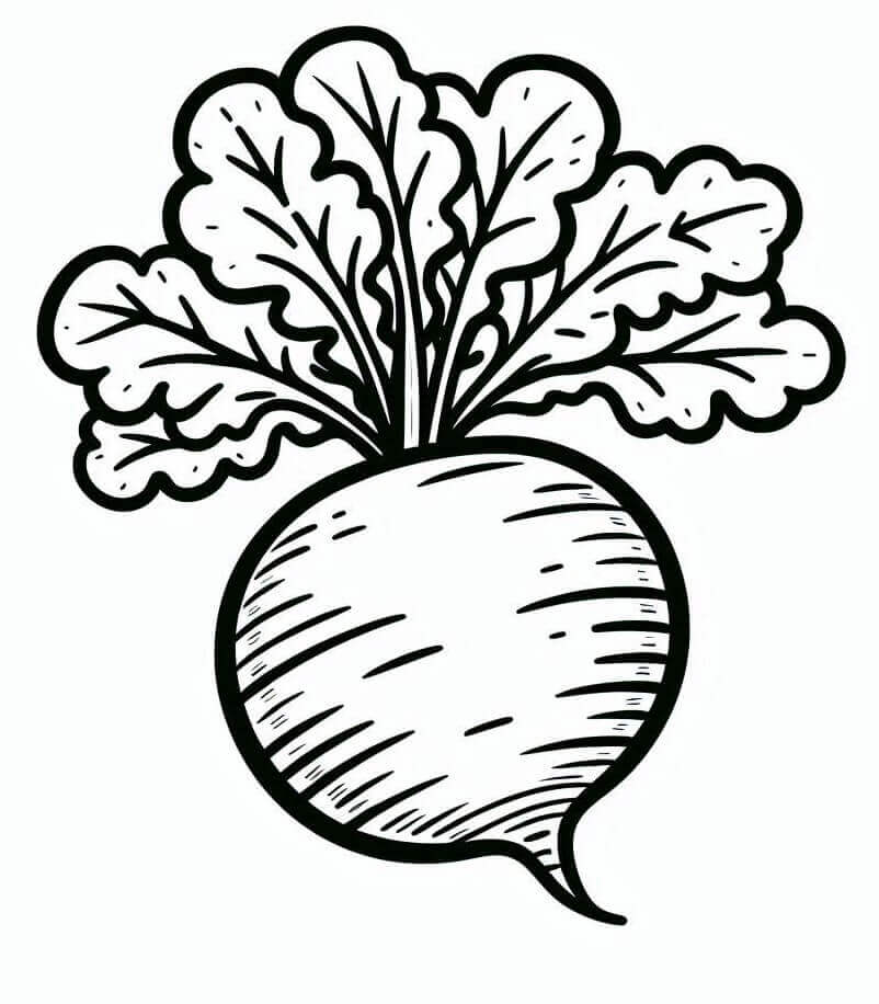 Free printable Radish coloring page #220971 from Food and Nutrition collection