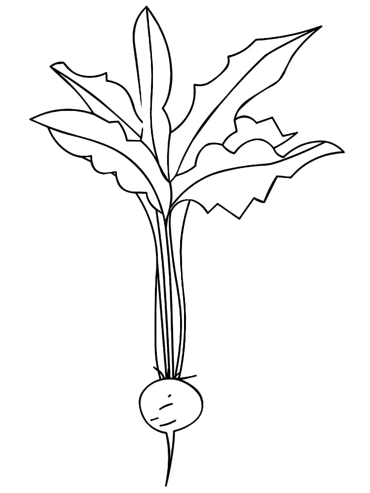 Free printable Radish coloring page #220974 from Food and Nutrition collection Free printable Radish coloring page #220974 from Food and Nutrition collection