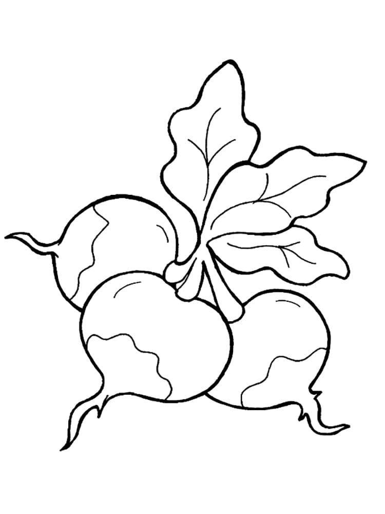 Coloring page: Radish (Food and Nutrition) #220976 - Free Printable Coloring Pages