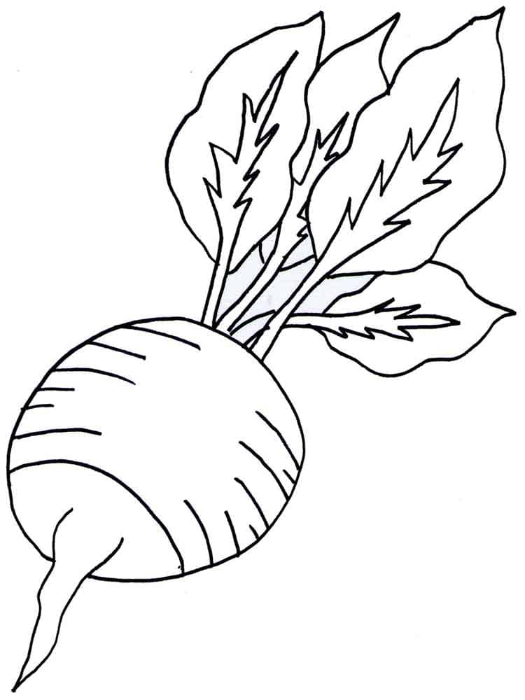 Free printable Radish coloring page #220982 from Food and Nutrition collection
