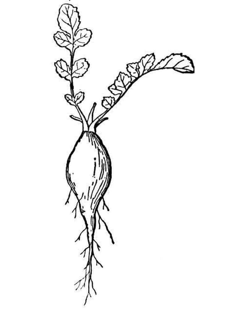 Coloring page: Radish (Food and Nutrition) #220984 - Free Printable Coloring Pages
