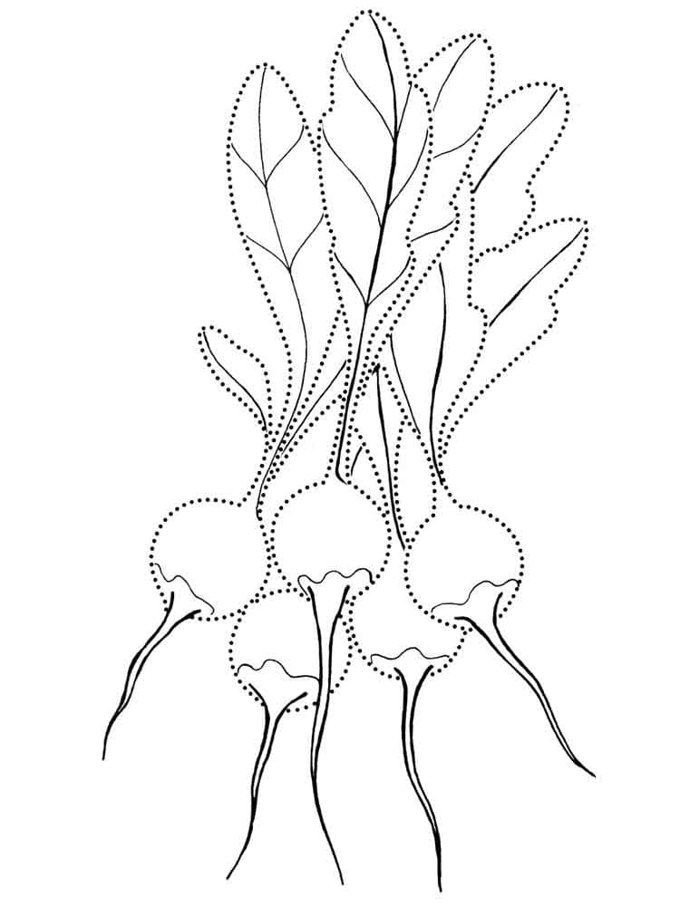 Free printable Radish coloring page #220986 from Food and Nutrition collection