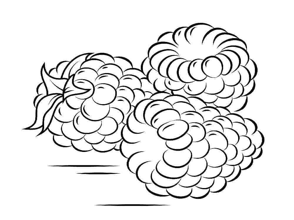 Free printable Raspberry coloring page #214010 from Food and Nutrition collection