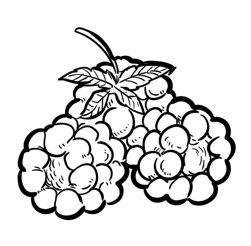 Free printable Raspberry coloring page #214012 from Food and Nutrition collection
