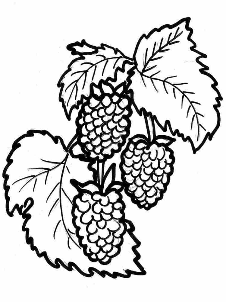 Free printable Raspberry coloring page #214025 from Food and Nutrition collection