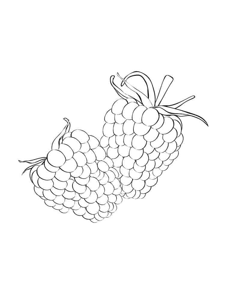 Free printable Raspberry coloring page #214031 from Food and Nutrition collection Free printable Raspberry coloring page #214031 from Food and Nutrition collection