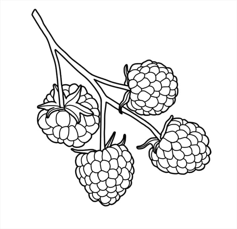 Free printable Raspberry coloring page #214033 from Food and Nutrition collection