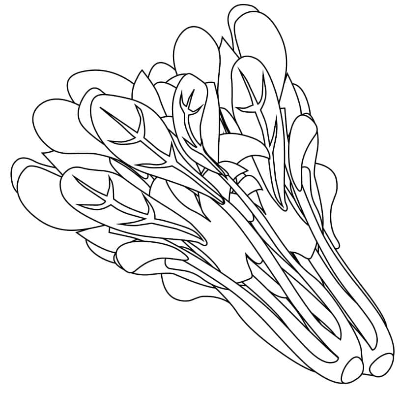 Free printable Spinach coloring page #187663 from Food and Nutrition collection