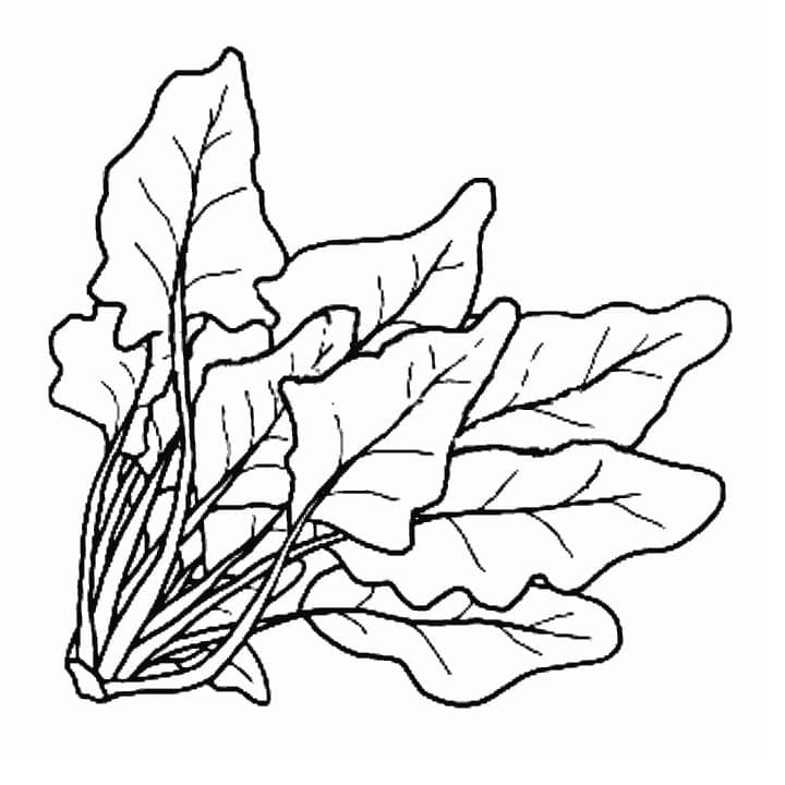 Free printable Spinach coloring page #187667 from Food and Nutrition collection