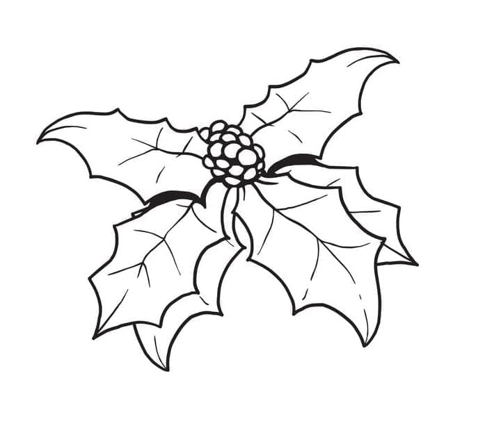 Free printable Christmas Holly coloring page #217595 from Holidays and Celebrations collection
