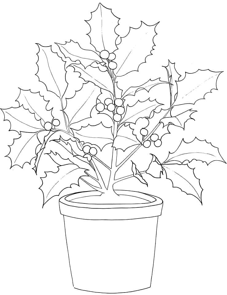 Free printable Christmas Holly coloring page #217598 from Holidays and Celebrations collection