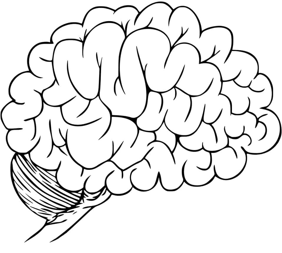 Free printable Human Brain coloring page #185390 from Learning and Education collection