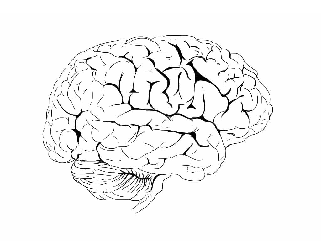 Free printable Human Brain coloring page #185393 from Learning and Education collection