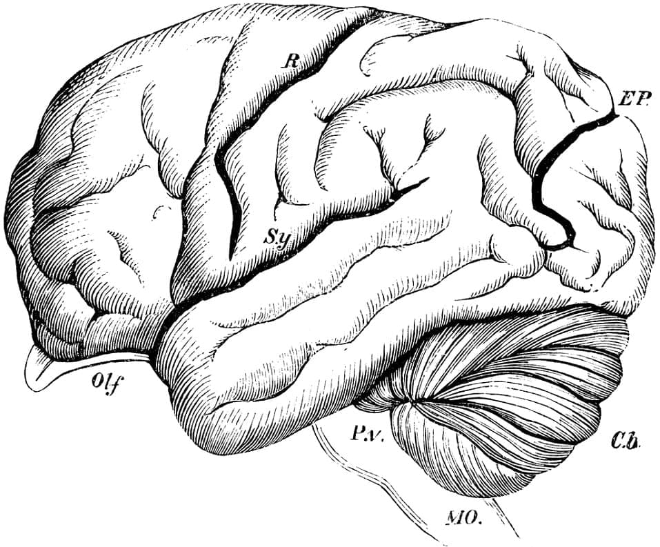Coloring page: Human Brain (Learning and Education) #185395 - Free Printable Coloring Pages