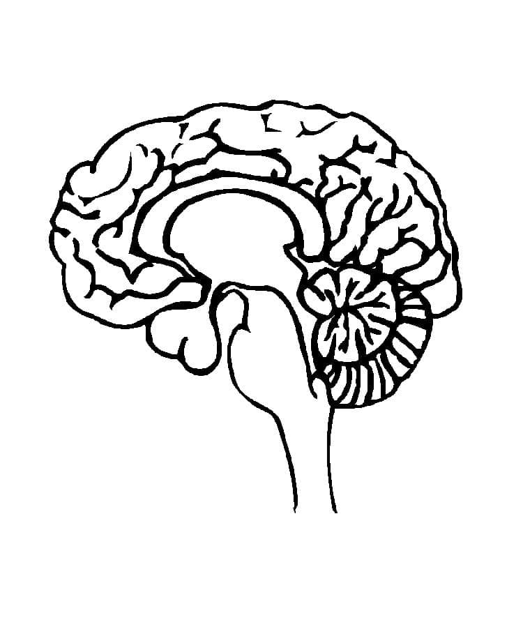 Free printable Human Brain coloring page #185396 from Learning and Education collection