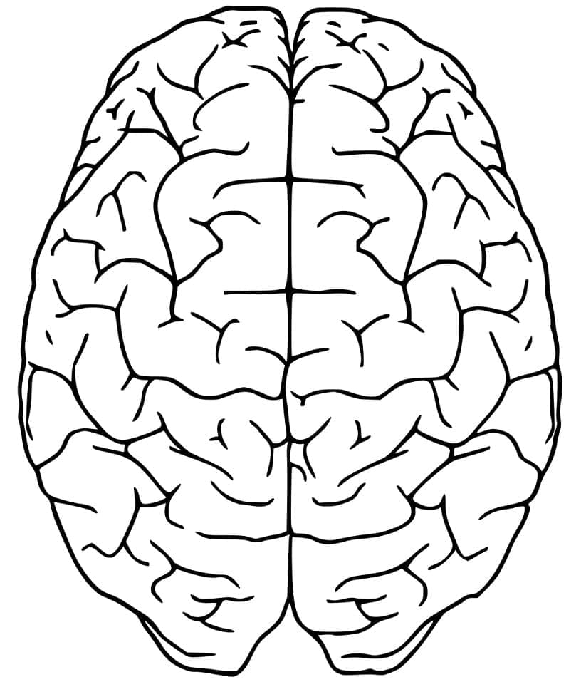 Coloring page: Human Brain (Learning and Education) #185400 - Free Printable Coloring Pages