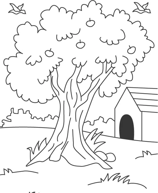 Free printable Apple tree coloring page #163772 from Nature and Seasons collection Free printable Apple tree coloring page #163772 from Nature and Seasons collection