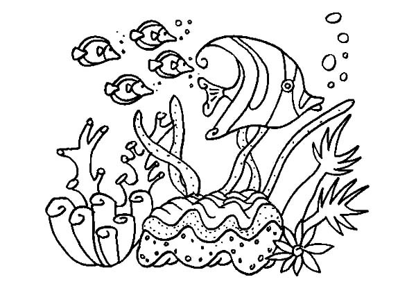 Free printable Coral coloring page #162991 from Nature and Seasons collection