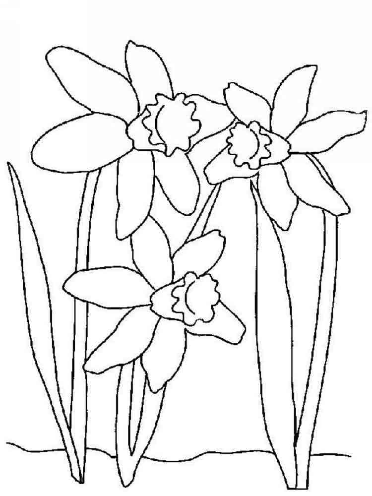 Coloring page: Daffodil (Nature and Seasons) #189949 - Free Printable Coloring Pages