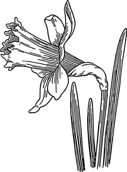 Coloring page: Daffodil (Nature and Seasons) #189961 - Free Printable Coloring Pages