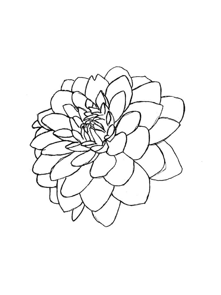 Free printable Dahlia coloring page #176515 from Nature and Seasons collection