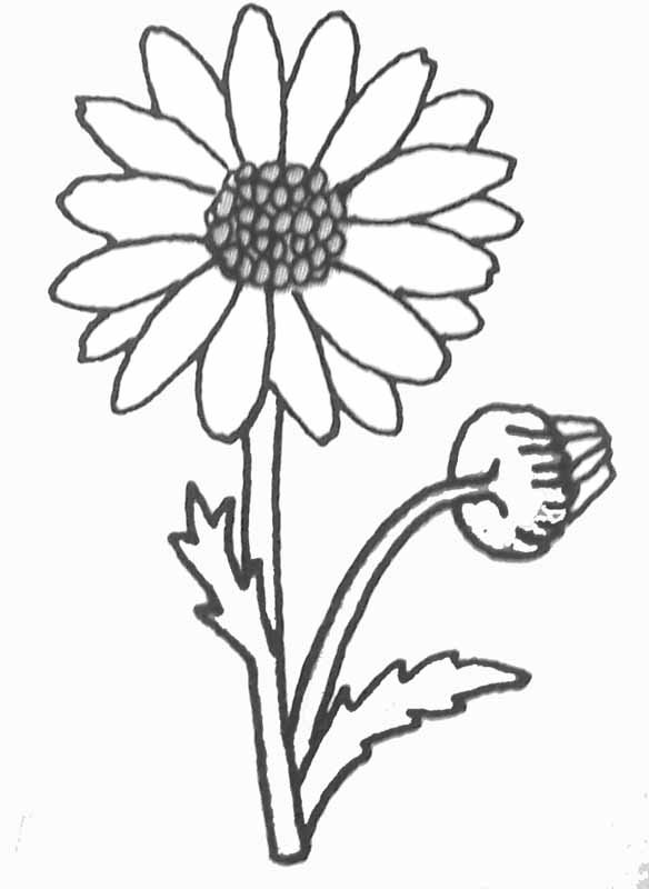 Free printable Daisy coloring page #161363 from Nature and Seasons collection Free printable Daisy coloring page #161363 from Nature and Seasons collection