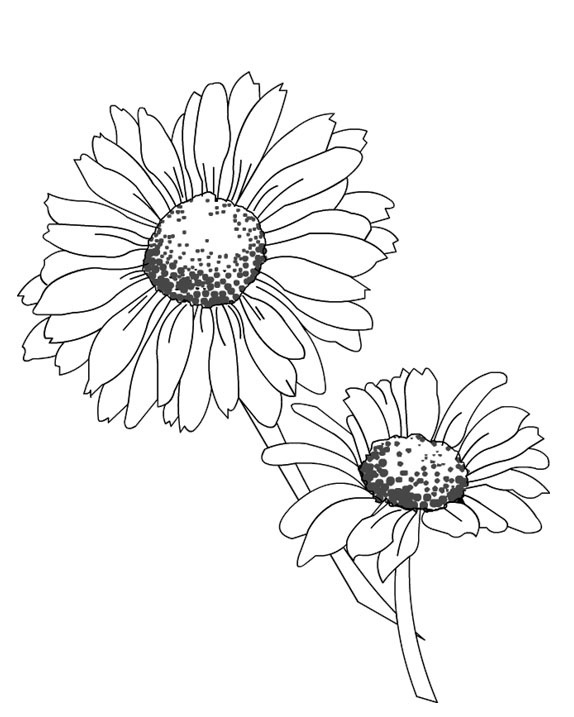 Coloring page: Daisy (Nature and Seasons) #161445 - Free Printable Coloring Pages