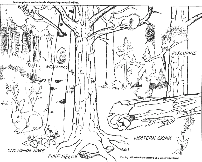 Coloring page: Forest (Nature and Seasons) #157021 - Free Printable Coloring Pages