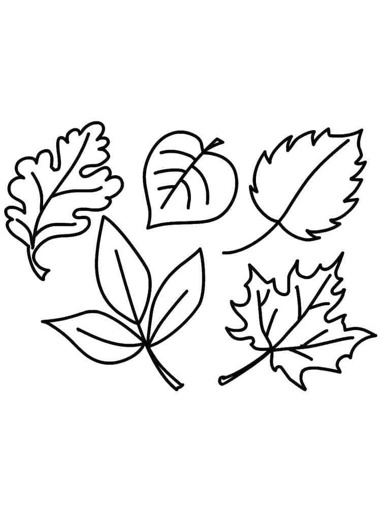 Free printable Leaf coloring page #191831 from Nature and Seasons collection
