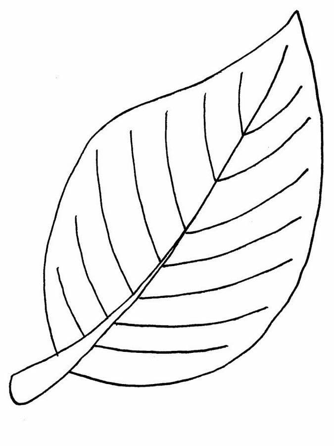 Free printable Leaf coloring page #191833 from Nature and Seasons collection