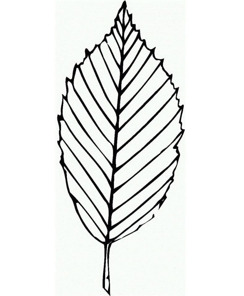 Coloring page: Leaf (Nature and Seasons) #191844 - Free Printable Coloring Pages