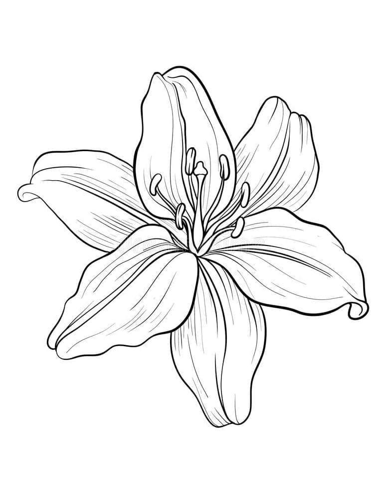Free printable Lily coloring page #182395 from Nature and Seasons collection