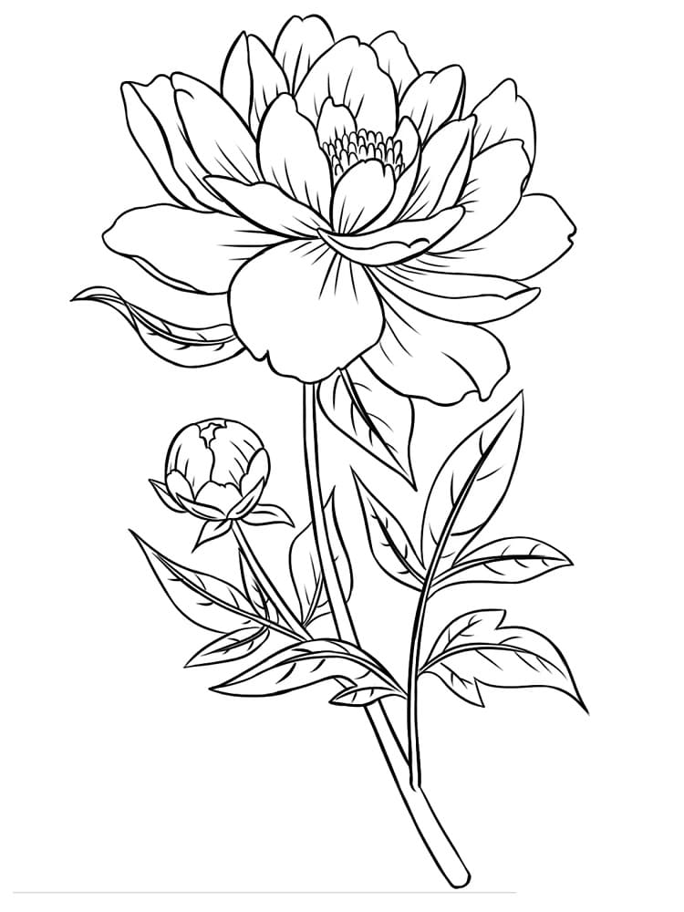 Free printable Peony coloring page #176416 from Nature and Seasons collection