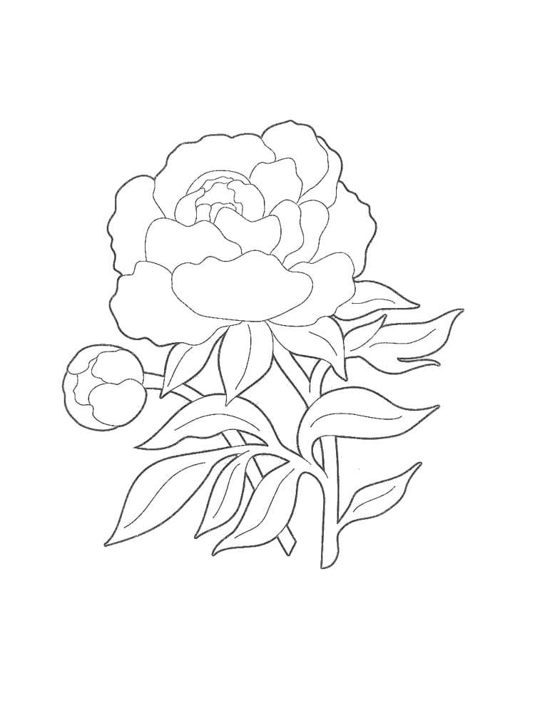Free printable Peony coloring page #176434 from Nature and Seasons collection