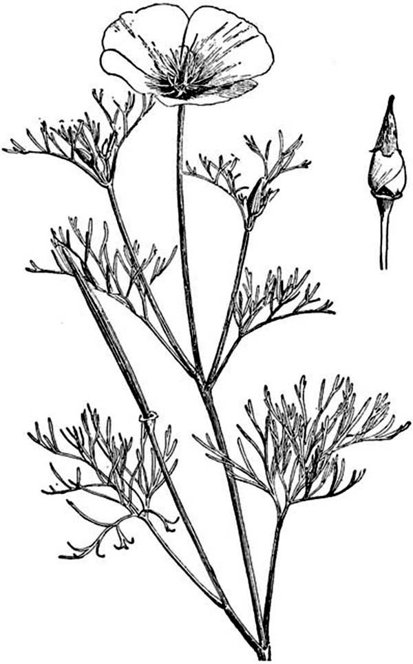 Free printable Poppy coloring page #162507 from Nature and Seasons collection