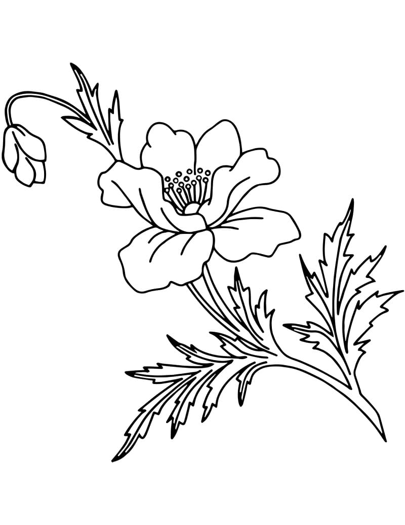 Free printable Poppy coloring page #182366 from Nature and Seasons collection Free printable Poppy coloring page #182366 from Nature and Seasons collection