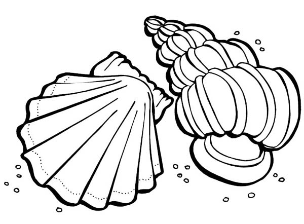 Free printable Shell coloring page #163215 from Nature and Seasons collection
