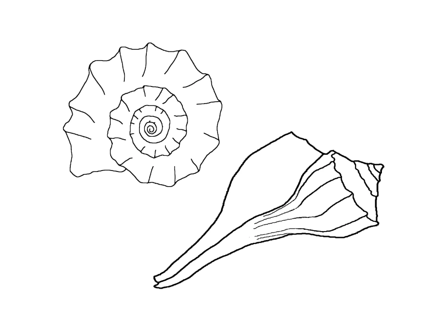 Free printable Shell coloring page #163303 from Nature and Seasons collection